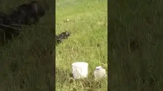 Лев этот тигр