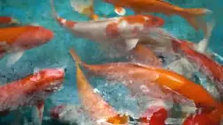 Золотые рыбы