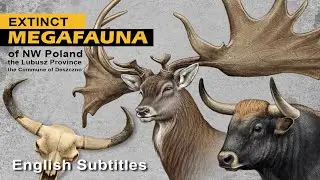 MEGAFAUNA gm. Deszczno tur prażubr jeleń olbrzymi [aurochs steppe bison Irish elk Pleistocene fauna]