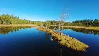 Осенью на болоте