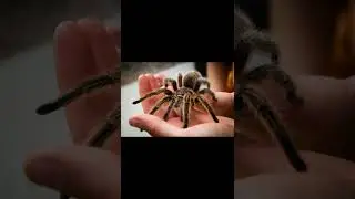 Что будет если тебя укусит паук тарантул?  