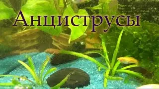Сомики анциструсы (прилипалы). Как отличить самца от самки?
