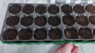 СТАРТ ПОСЕВОВ!!! Сезон 2024 🍀 Эустома, ампельная Виола, тайдалы