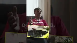 Гаишник против велика 