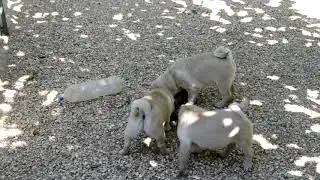 Мопсы переворачивают чашки
