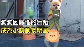 狗狗因魔性的舞蹈，讓路人都忍不住停留拍照，成為小鎮的明星！