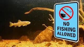 Moonlight Trout Sonata