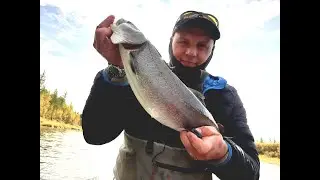 Река Собь.  Нашествие краснохвостых рыб