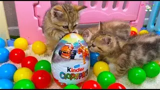 Kittens unpack kinder surprise