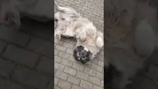 Кавказская овчарка в курином царстве #animal #собака #dog #животные #doglover #animaldog