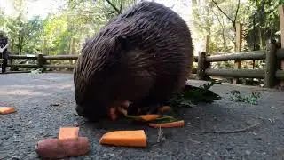 Filbert the Beaver Turns 12