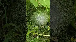 Тыква Золотая Бочка!
