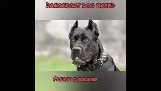 pittbull🔥 German shepherd 🔥 Rottweiler 🔥 many more dangerous breeds#SHORT