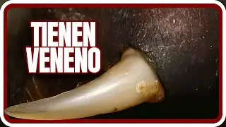 Nerfeen al Ornitorrinco