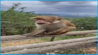 тик ток дед инсайд