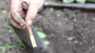 Прививка винограда в расщеп весной