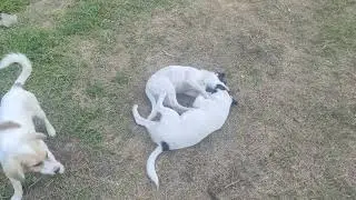 Цуценятка