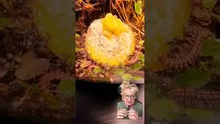 Look What's Eating This Kiwi 