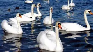 Аҡҡош күле