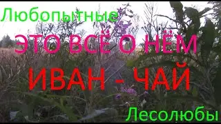 ИВАН-ЧАЙ. Снова о нём. Кратко: что стоит собирать