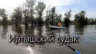 Иртышский судак, Zander