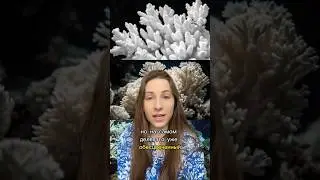 Coralurile din întreaga lume sunt în pericol, iar una dintre cauze este crema de protecție solară