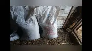 ХОЛМОГОРСКАЯ ПОРОДА КРС ❤️👍😉