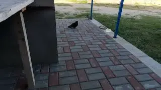 🔴У нас пополнение 😱🤣Голуби. Жорик