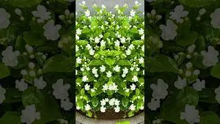🌿How to grow mogra jasmine from leaves 