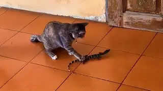 When cat encounters lizard