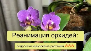 #реанимацияорхидеи