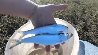 Herring Fishing with Spinning///Dniester River.