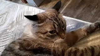 Go! I'll lie around like a pig.