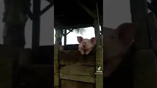 cute pig/ credits: visit @cruel_king at tiktok 