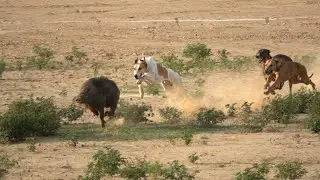 Extreme Wild Boar Hunting: Dogs vs The Beast!