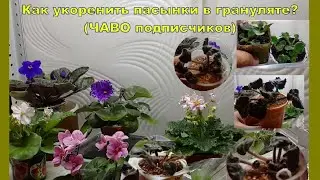 Укореняем пасынки фиалок в торфе и грануляте. Ч. 1