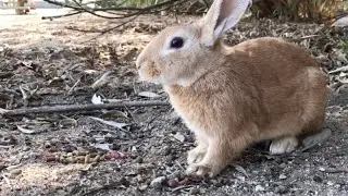 Are you by any chance a stuffed animal?