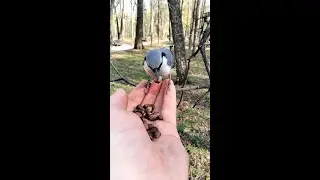 Поползень - умная птица / The nuthatch is a smart bird