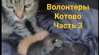 Волонтеры помогают бездомной кошке с котятами Котово