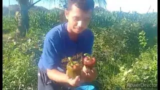 Bell Pepper or Sweet Pepper Harvesting Update