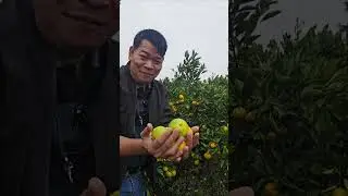 HARVEST NG TANGERINE, ANG DAMING BUNGA #gardening #fruit #agriculture #farming #garden