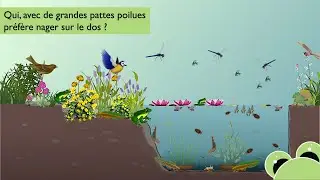 Qui, avec de grandes pattes poilues, préfère nager sur le dos ?