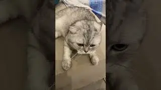 Когда 3д принтер печатает хорошо и без тебя, можно и помыться. Кот и 3д принтер