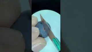 Beneficial microbes (wine) 