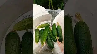 😁 Третий урожай огурцов🥒🥒🥒