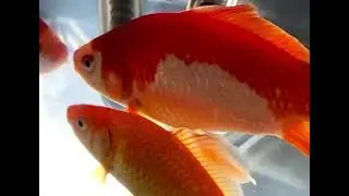 My HUGE comet goldfish! ||Raised since babies||