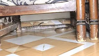 #Indian #Rat snake Rescue non venomous contact 7396969617