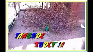 Peacock. Павлин или Избушка на Курьих Ножках ))