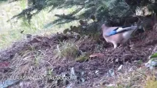 Eurasian Jay / Alakarga