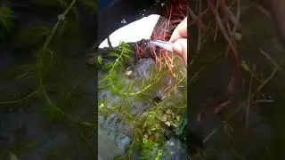 my guppy's feeding live food red worm🐠🐠🐠🐠🐠🐠🐠my guppy's feeding  live food red worm
